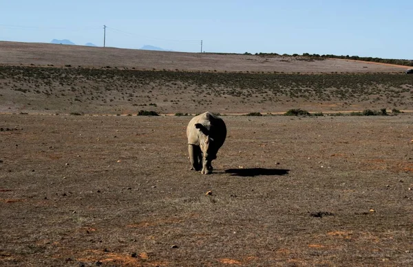 Une Belle Vue Sur Rhinocéros Dans Une Savane Pendant Journée — Photo