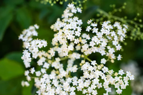 Een Close Shot Van Mooie Witte Valeriaan Bloemen Een Wazige — Stockfoto