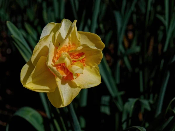 Enfoque Selectivo Hermosas Flores Narciso Amarillo —  Fotos de Stock