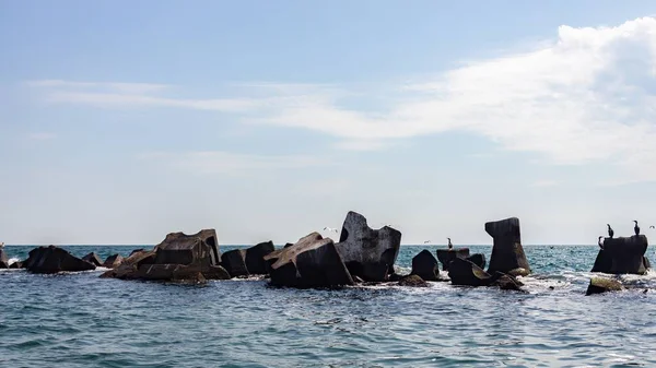 Bando Gaivotas Marinhas Empoleiradas Formações Rochosas Mar Negro Roménia — Fotografia de Stock