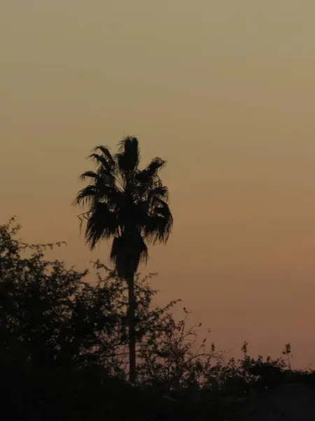 Eine Vertikale Silhouette Einer Palme Unter Einem Himmel Bei Sonnenuntergang — Stockfoto