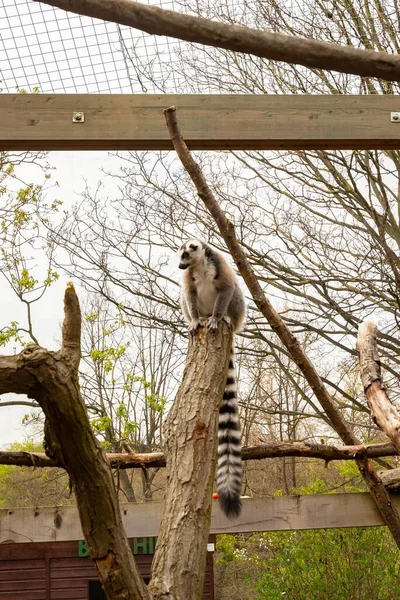 Vertikal Låg Vinkel Skott Söt Lurvig Ring Tailed Lemur Toppen — Stockfoto