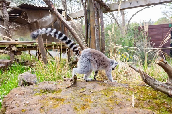 Guaxinim Bonito Brincando Uma Área Deserta Durante Dia — Fotografia de Stock