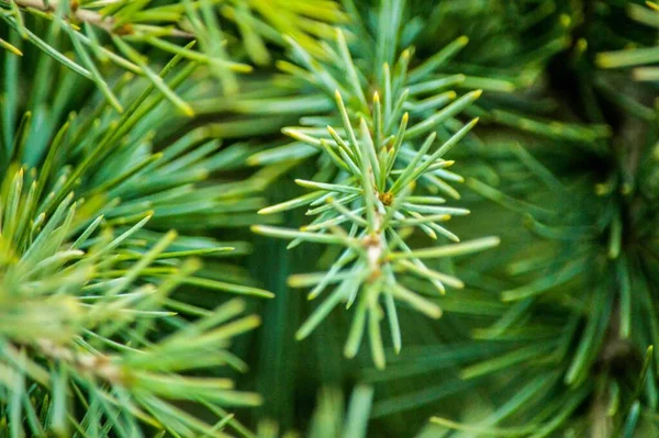 Een Close Shot Van Een Sparren Tak Onder Zonlicht — Stockfoto