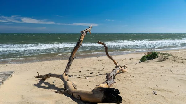 Een Landschap Van Het Strand Met Boomtakken Erop Omgeven Door — Stockfoto