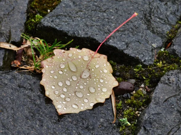 苔に覆われた岩の上に朝露で覆われた秋の葉の高い角度のショット — ストック写真