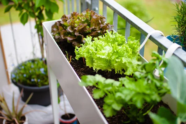 Closeup Shot Lettuce Plants Pot — Stock Photo, Image