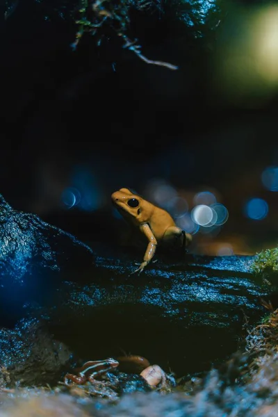 Pionowe Ujęcie Żółtej Żaby Drzewie Światłami Pod Efektem Bokeh — Zdjęcie stockowe