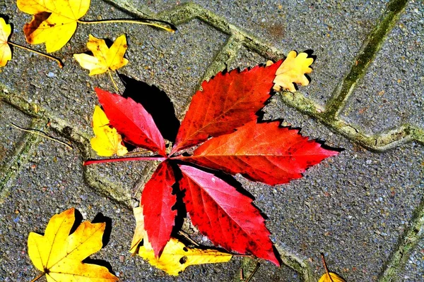 Ein Hoher Winkel Aus Gelben Und Roten Blättern Auf Dem — Stockfoto