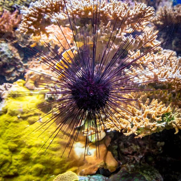 A closeup shot of a purple sea urchin with a blurred background