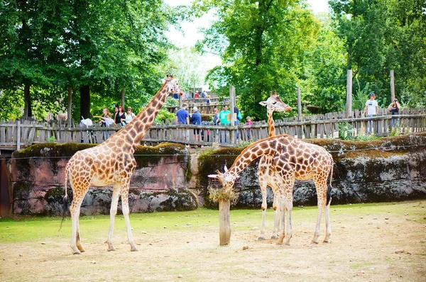 Kerkrade Países Bajos Agosto 2019 Jirafas Zoológico Gaia Observando Los — Foto de Stock