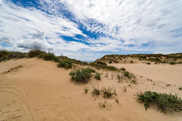 Paesaggio Deserto Con Poche Piante Cielo Coperto Nuvole — Foto Stock