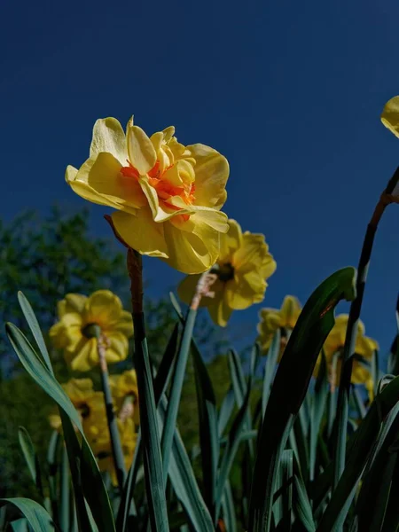 美丽的黄色水仙花的精选焦点镜头 — 图库照片