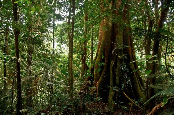 Eine Schöne Aufnahme Von Lebendigem Grünen Tropenwald Südafrika — Stockfoto