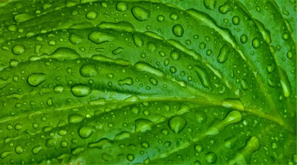 Närbild Bild Ett Färskt Grönt Löv Med Vattendroppar — Stockfoto