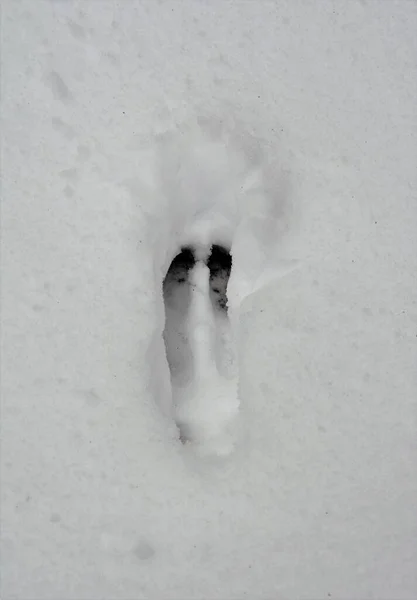 Närbild Ett Rådjursspår Kvar Den Vita Snön — Stockfoto