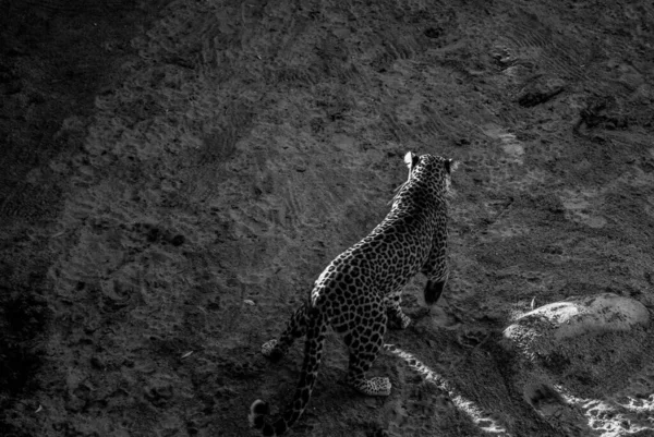 Grand Angle Vue Niveaux Gris Beau Guépard — Photo