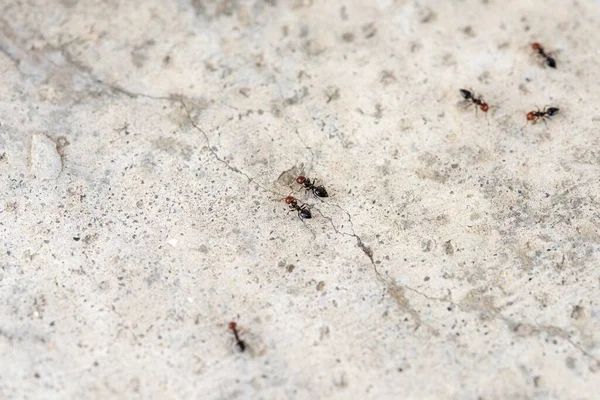 Lot Ants Concrete Surface Cracks — Stock Photo, Image