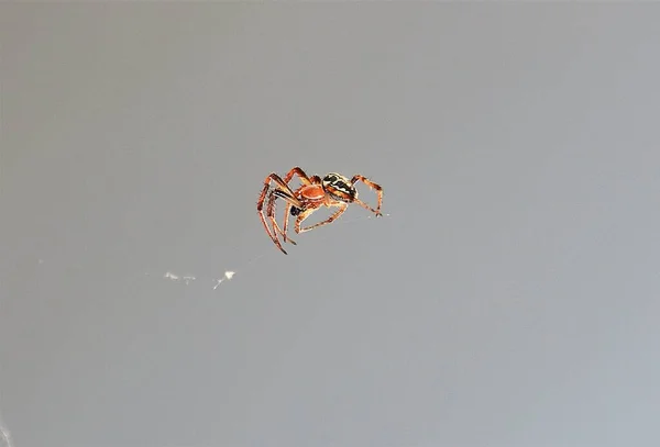 Closeup Shot Spider Its Web White Background — Stock Photo, Image