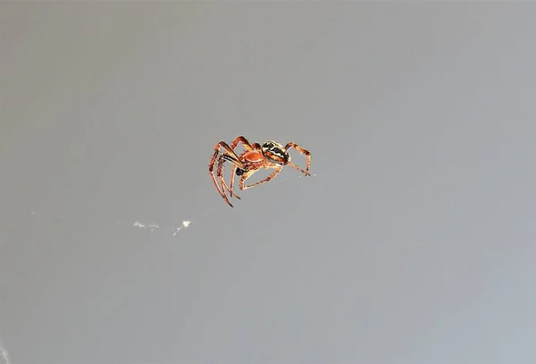 Primer Plano Una Araña Tela Detrás Fondo Blanco —  Fotos de Stock