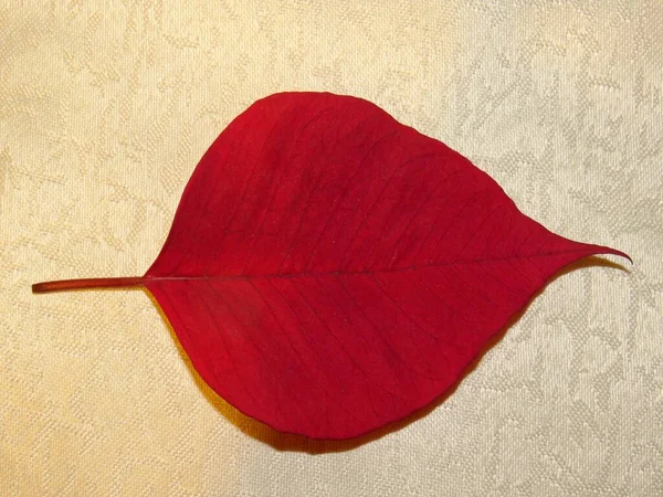 Zbliżenie Ujęcie Czerwonego Liścia Jasnobeżowym Tle — Zdjęcie stockowe
