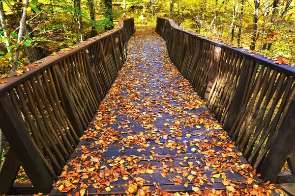 Ein Schöner Blick Auf Eine Brücke Herbstwald Mit Bunten Blättern — Stockfoto