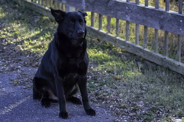 Tiro Close Cão Guarda Preto Sentado Parque Com Uma Cerca — Fotografia de Stock