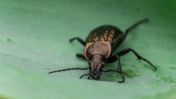 Primer Plano Escarabajo Sobre Una Hoja Verde — Foto de Stock