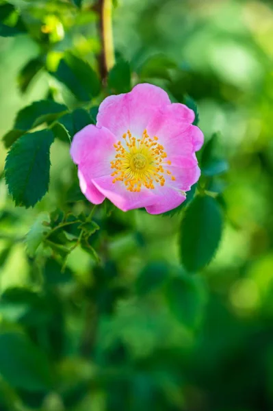 Pionowe Zbliżenie Ujęcie Pięknej Różowej Dzikiej Róży Rozmytym Tle — Zdjęcie stockowe