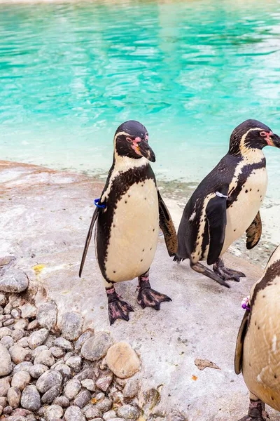 Вертикальный Снимок Магеллановых Пингвинов Озера Днем — стоковое фото