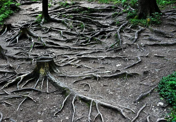 Disparo Alto Ángulo Raíces Arbóreas Bosque — Foto de Stock