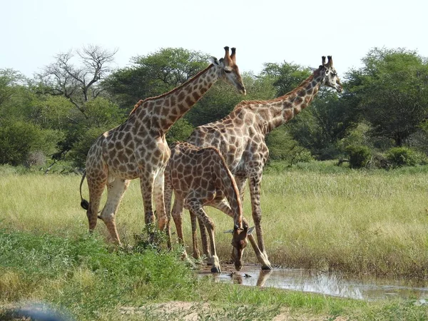 Les Girafes Boivent Eau Étang Dans Champ Parc National Kruger — Photo