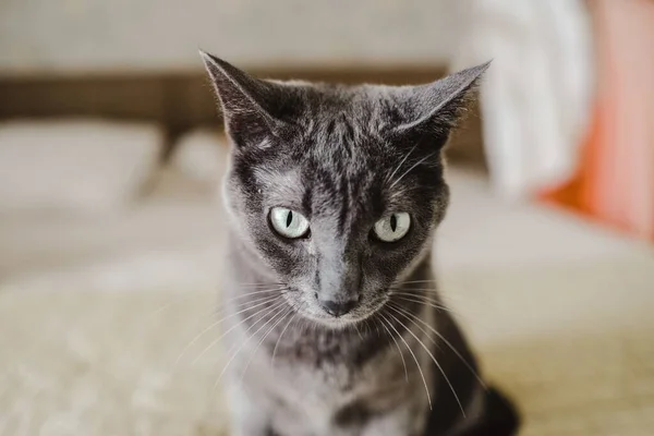 一只漂亮的灰猫的浅视镜头 它有着惊人的灰色眼睛 — 图库照片