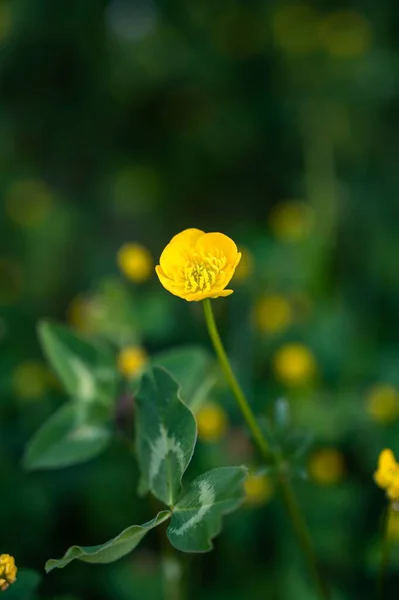 Detailní Záběr Krásné Žluté Divoké Květy Rozmazaném Pozadí — Stock fotografie