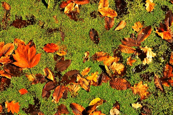 Tiro Ângulo Alto Folhas Outono Coloridas Floresta — Fotografia de Stock