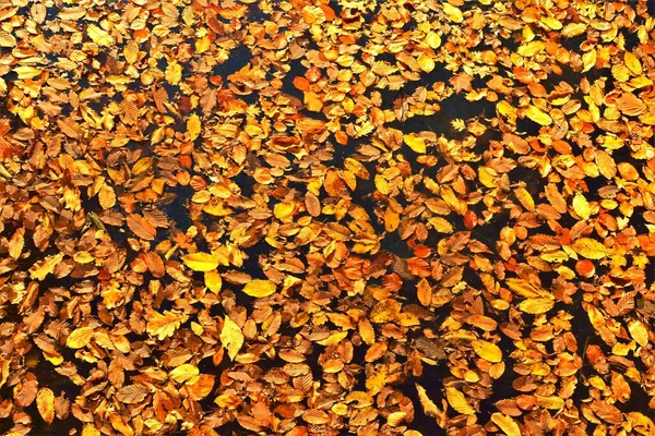 Eine Nahaufnahme Von Mehreren Trockenen Blättern Auf Dem Boden Herbst — Stockfoto