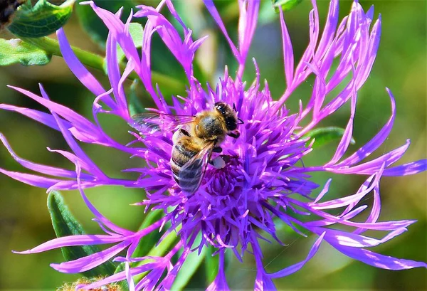 Крупный План Пчелы Цветке Чертополоха — стоковое фото