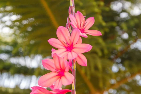 Las Flores Rosadas Jardín Día Soleado —  Fotos de Stock