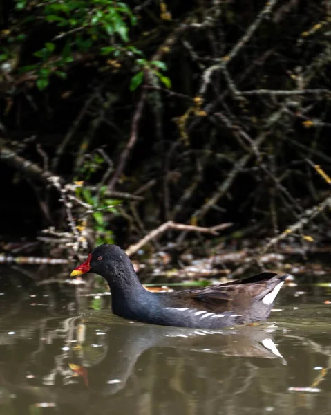 Vertical Shot Black Geese Dirty Lake Close Branches — Stock Photo, Image