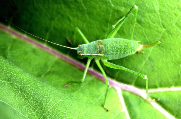 Üzerinde Durduğu Yaprağın Arasına Karışan Yeşil Bir Böceğin Yakın Plan — Stok fotoğraf