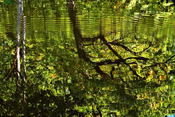 Une Vue Reflet Des Arbres Verts Dans Lac Dans Une — Photo