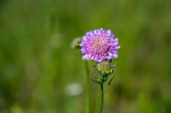Zbliżenie Ujęcie Pięknego Purpurowego Pincushion Kwiat Rozmytym Tle — Zdjęcie stockowe