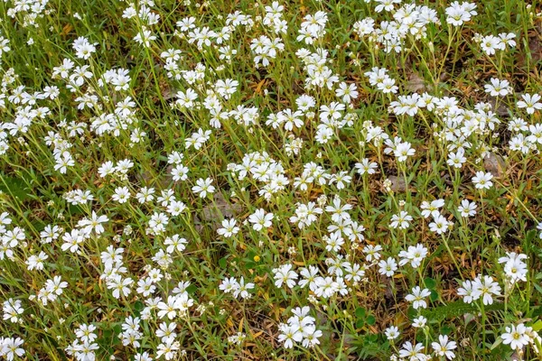 Wiele Drobnych Białych Kwiatów Wśród Zielonych Traw Idealne Tło — Zdjęcie stockowe