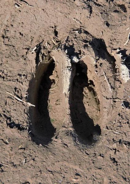 Closeup Shot Deer Trail Mud — Stock Photo, Image