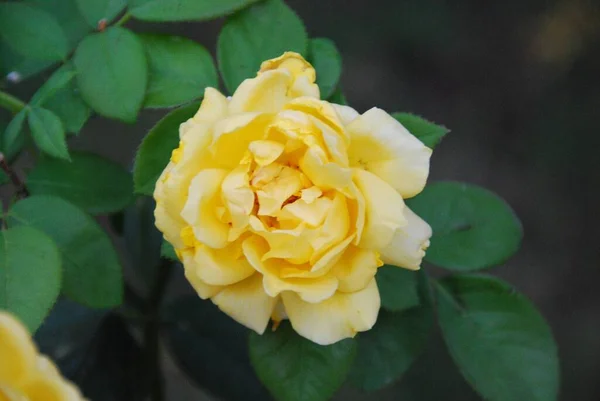 Zbliżenie Strzał Żółtego Ogrodu Róża Otoczona Zielonymi Liśćmi Zewnątrz — Zdjęcie stockowe