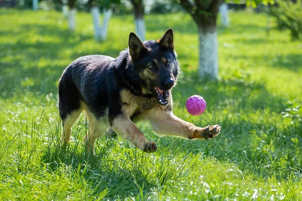 多くの木に囲まれた公園で遊んでいる古いドイツの羊飼いの犬 — ストック写真