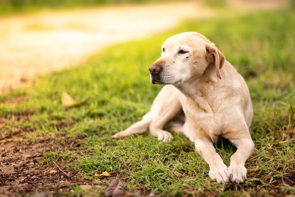 Labrador Retriever Köpeğinin Seçici Bir Odağı Çimlerin Üzerinde Oturuyor — Stok fotoğraf