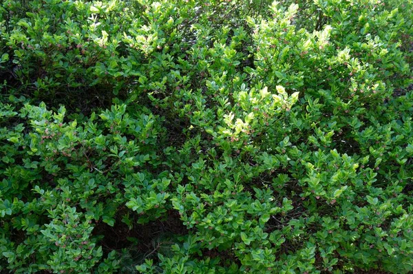 Ett Landskap Levande Gröna Buskar — Stockfoto