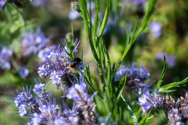 Крупный План Пчелы Красивых Фиолетовых Королевских Цветах — стоковое фото