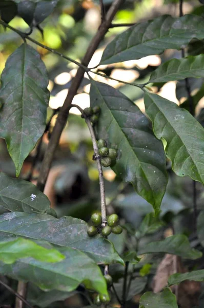 Tiro Seletivo Foco Planta Tropical Uma Floresta — Fotografia de Stock